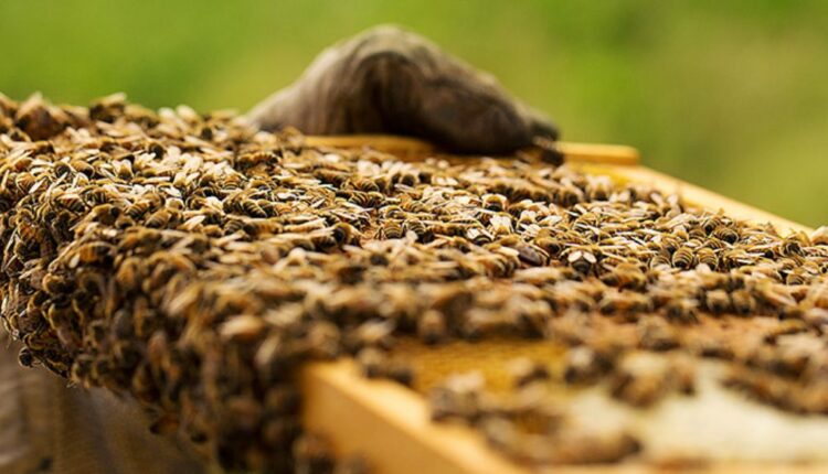 Μελισσοκομία