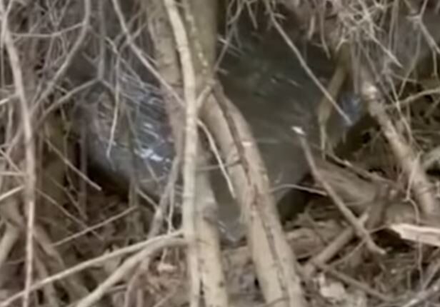 Πίνακας Πικάσο