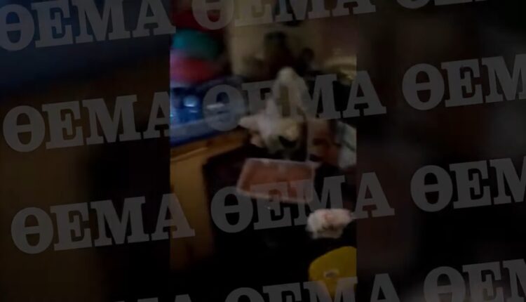 4χρονη Σεπόλια