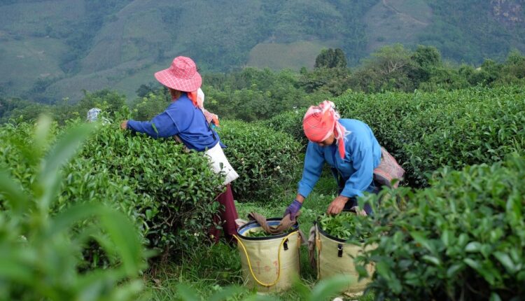 Αγρότισσες