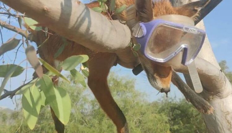 Αλεπού - Σχοινιάς Αττικής