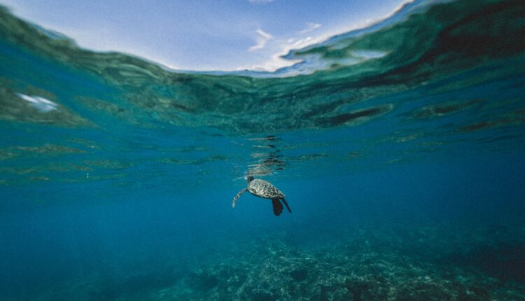 Χελώνα στον ωκεανό