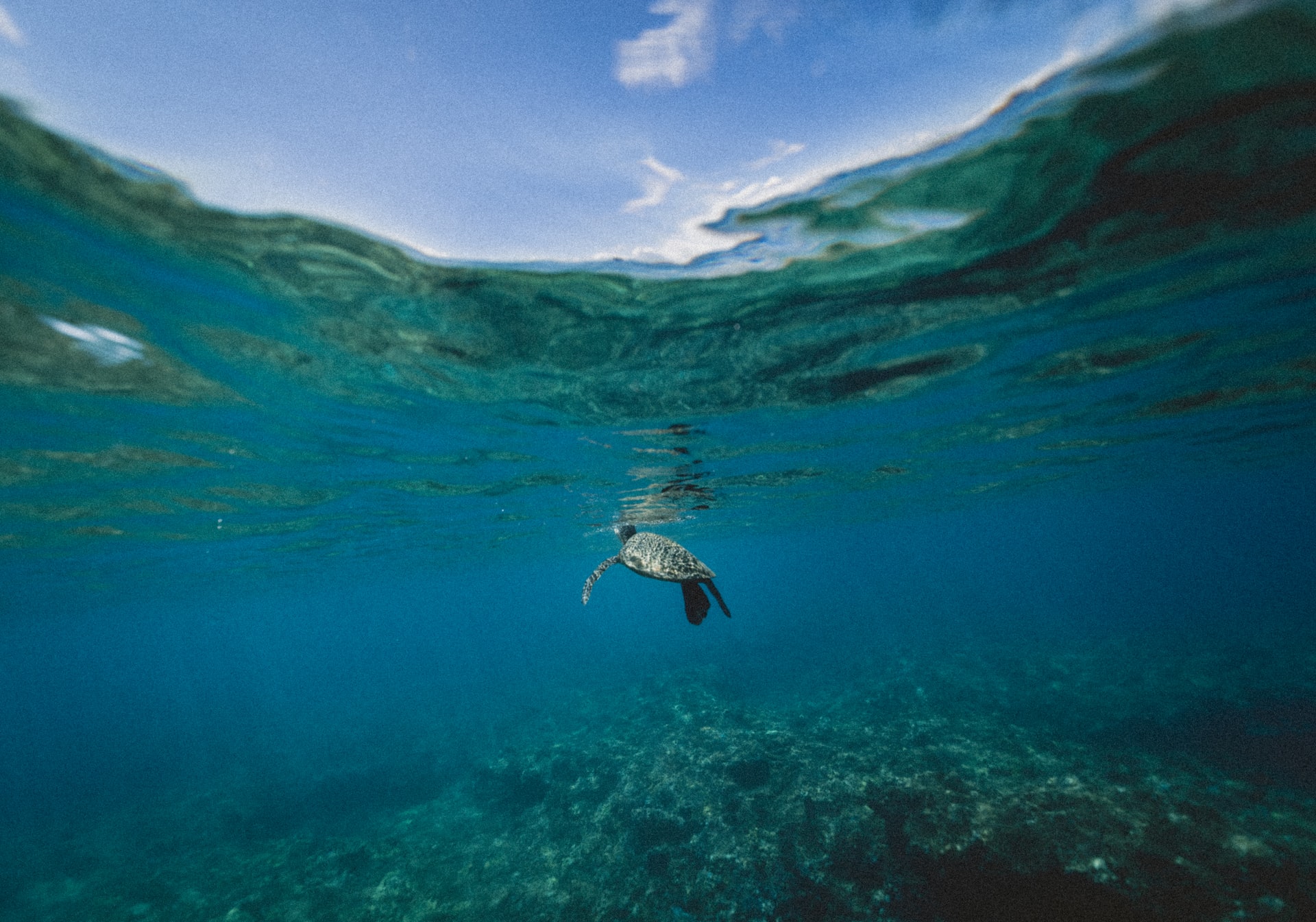 Χελώνα στον ωκεανό