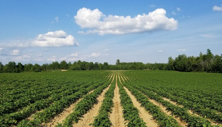 Καλλιέργειες