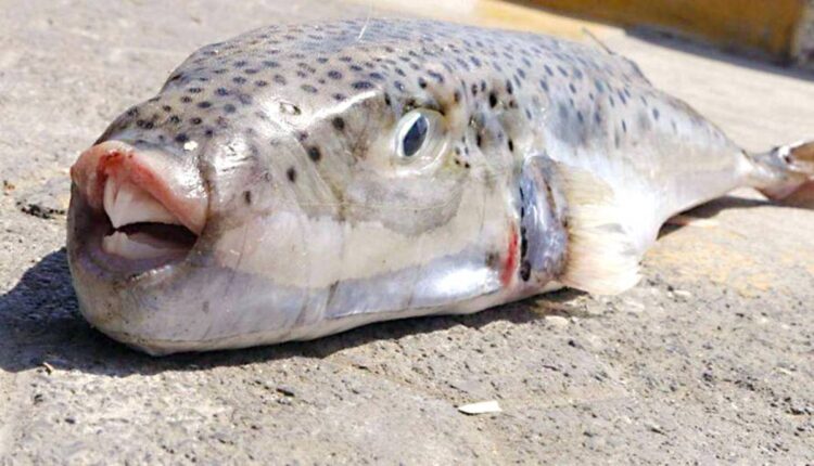 Λαγοκέφαλος