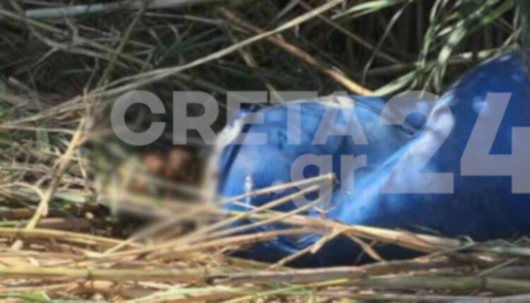 Σκελετός