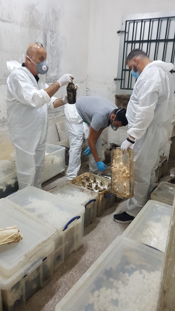 Κάβα Τατοΐ 3