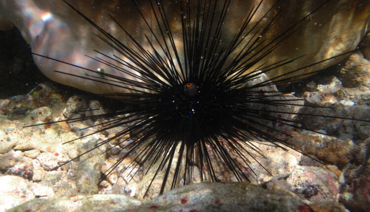 Αχινός Diadema Setosum