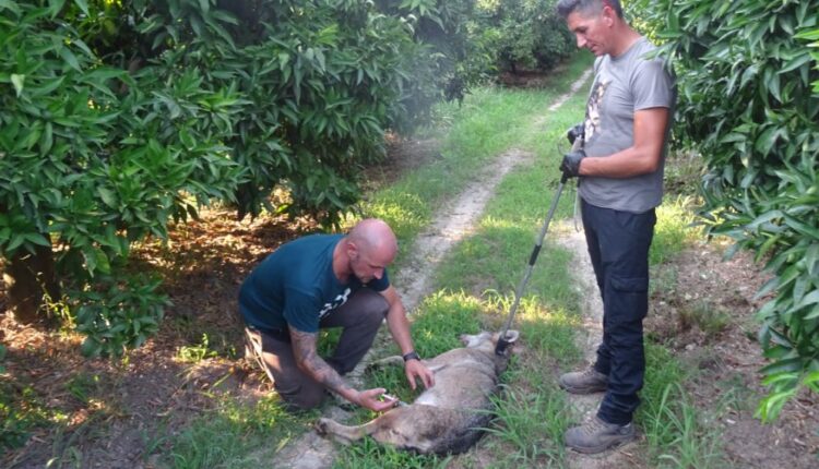 Διάσωση λύκου από ΑΡΚΤΟΥΡΟ