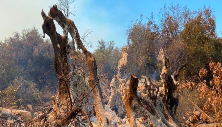 Ελιά 2500 ετών