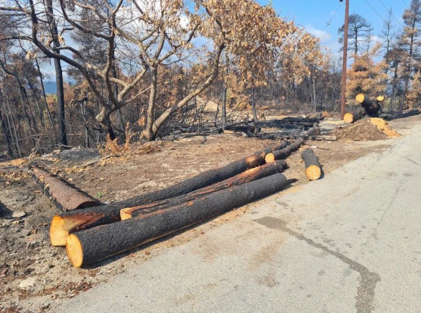 Έργα υλοτομίας για αντιπλημμυρικά έργα