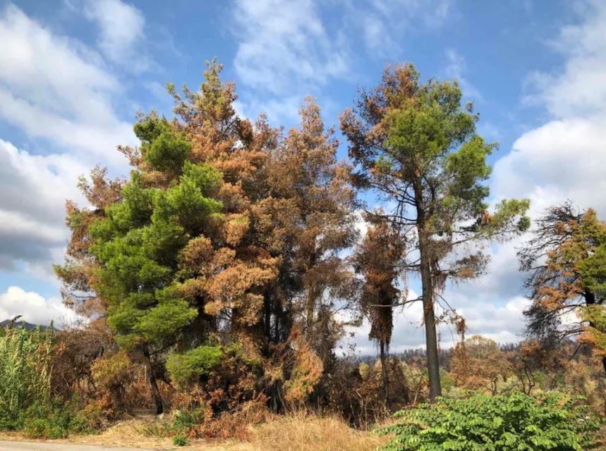 Έργα υλοτομίας για αντιπλημμυρικά έργα