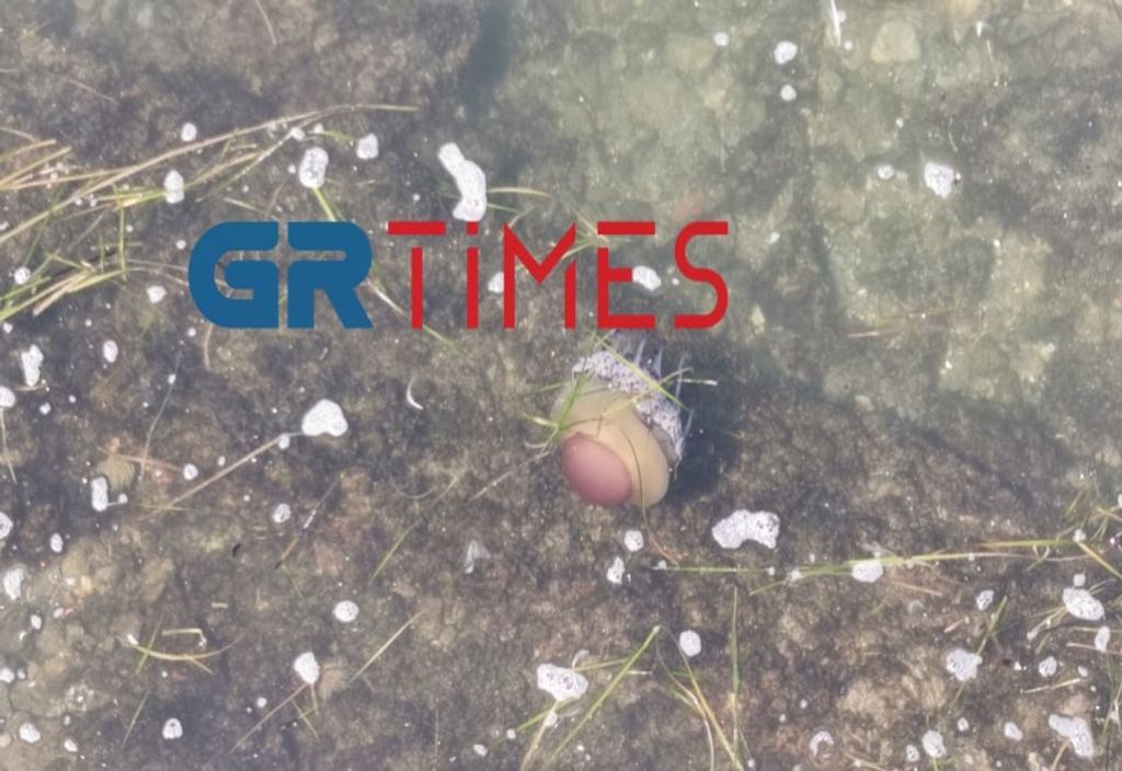 Μέδουσα τηγανητό αυγό στον Θερμαϊκό