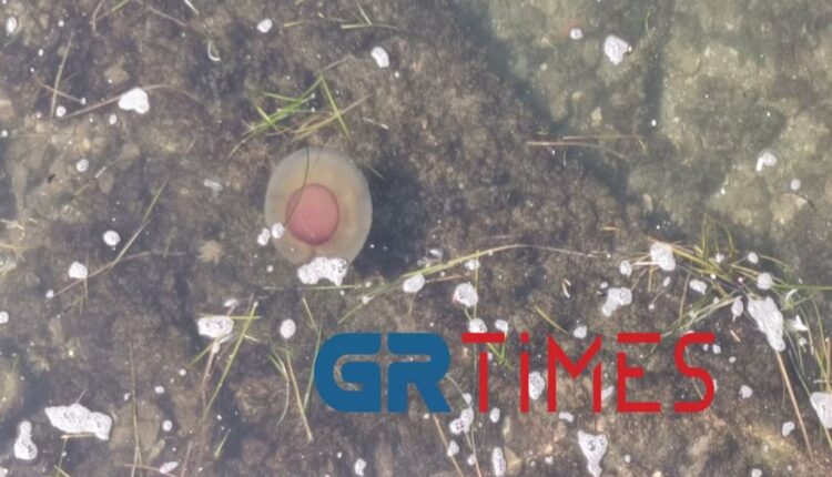 Μέδουσα τηγανητό αυγό στον Θερμαϊκό