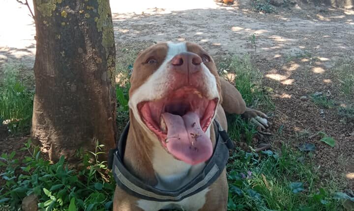 Πίτμπουλ Γαλάτσι