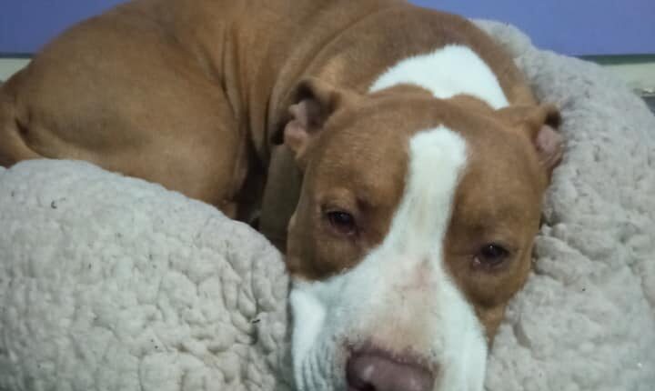 Πίτμπουλ Γαλάτσι