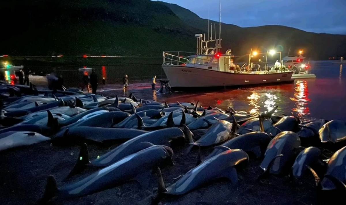 Σφαγή δελφινιών