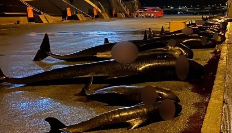 Σφαγή δελφινινών στα Νησιά Φερόε