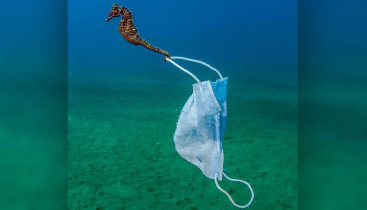 Ιππόκαμπος με μάσκα