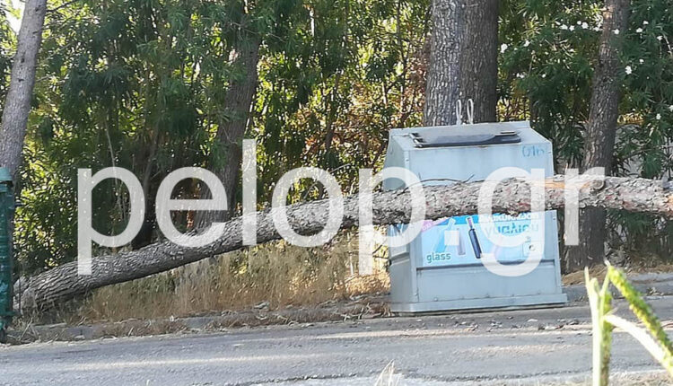 Πεύκο στην Πάτρα