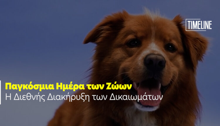 Παγκόσμια Ημέρα των Ζώων