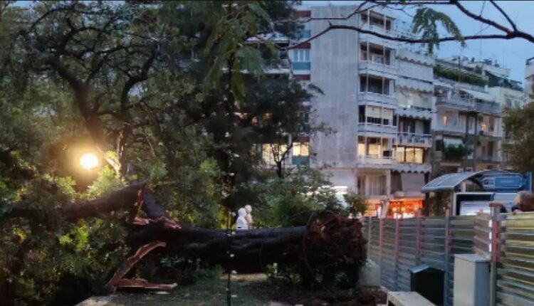 Δέντρα στο Κολωνάκι