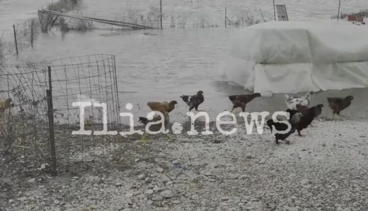 Κακοακιρία στην Ηλεία