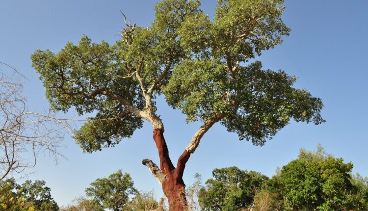 Κόκκινη Δρυς