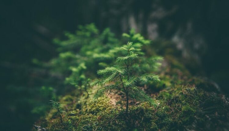 περιβάλλον