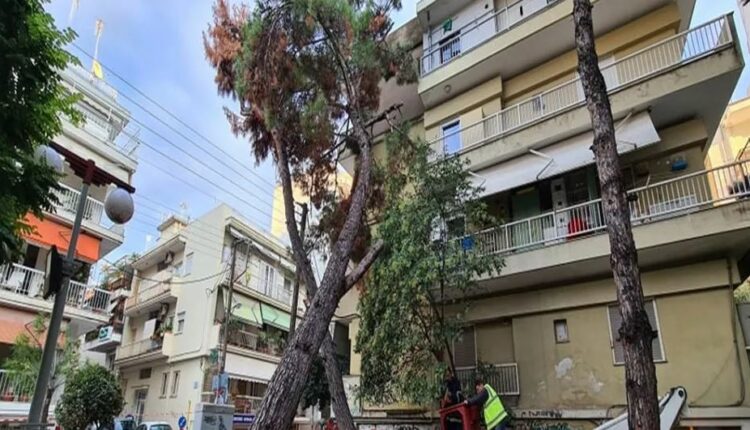 Δέντρο στην Καλαμαριά