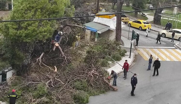 Δέντρο στη Λέσβο