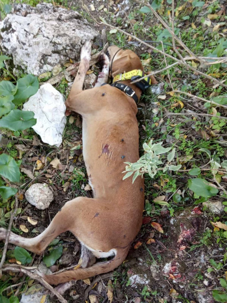 Σκυλί Αγρίνιο