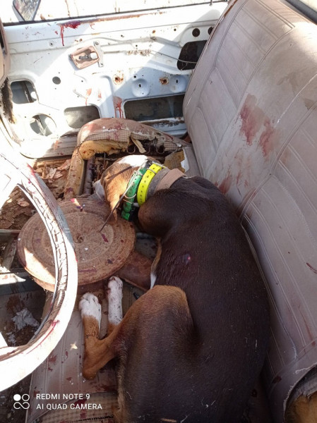 Σκυλί Αγρίνιο