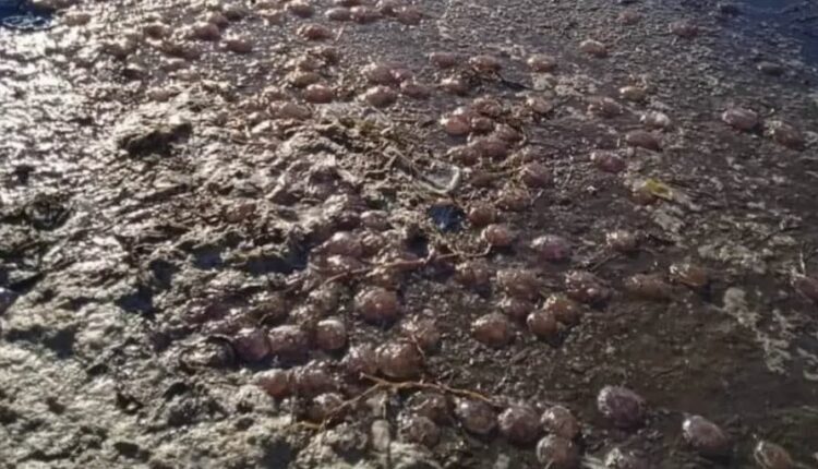 Τσούχτρες στην Άνδρο