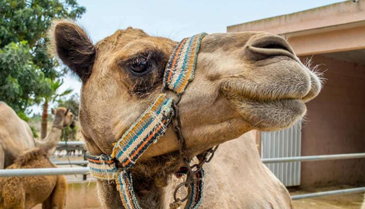 Καμήλες