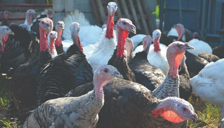 γαλοπούλες