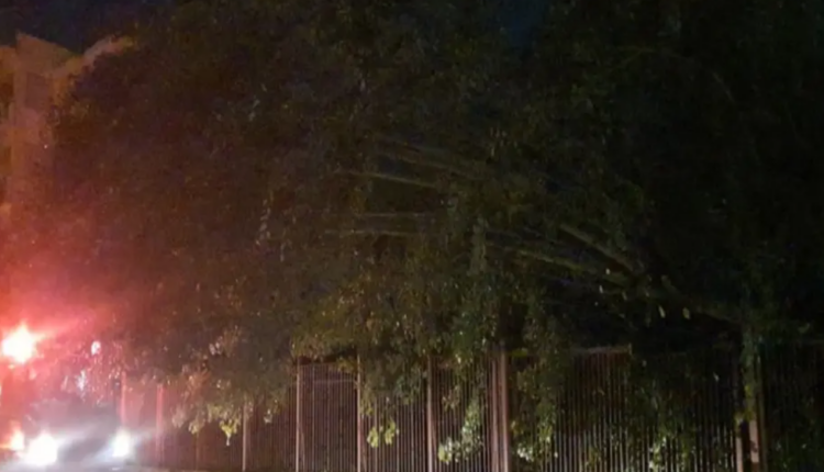 Καλαμάτα: Πτώση δέντρου από τους ισχυρούς ανέμους