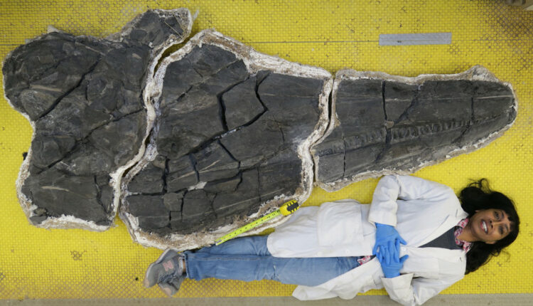 Κρανίο ιχθυόσαυρου