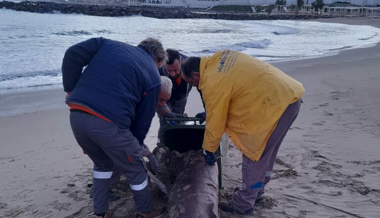 Θαλάσσιο κήτος στην Κρήτη