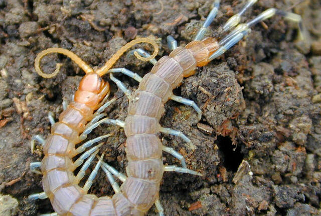 σαρανταποδαρούσα