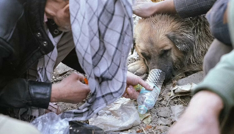 σκύλος-αφγανιστάν