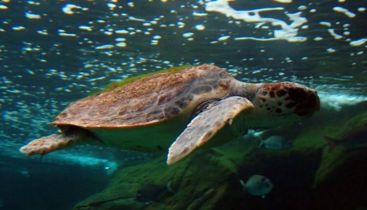 Χελώνα Καρέτα - Καρέτα