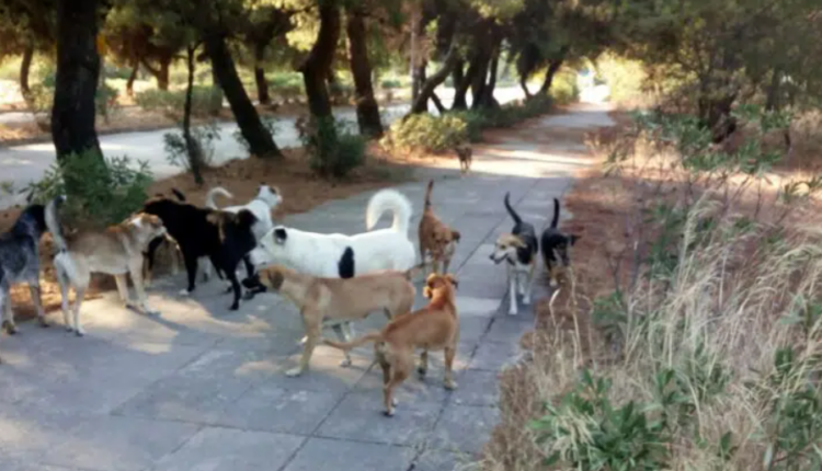 Αδέσποτα στην Πάτρα