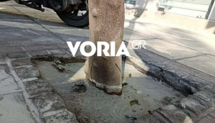 Δέντρο στη Θεσσαλονίκη