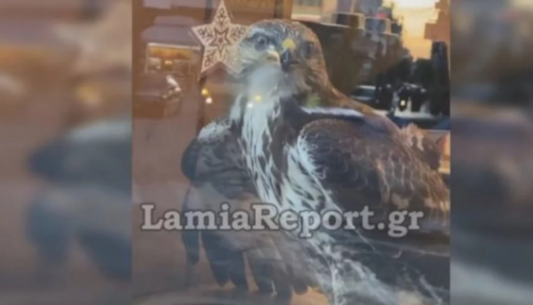 Γεράκι στη Λαμία