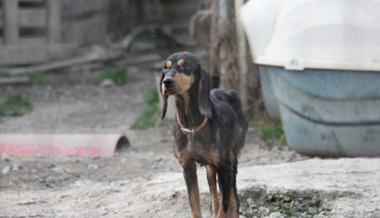 Αδέσποτο στη Σπάρτη