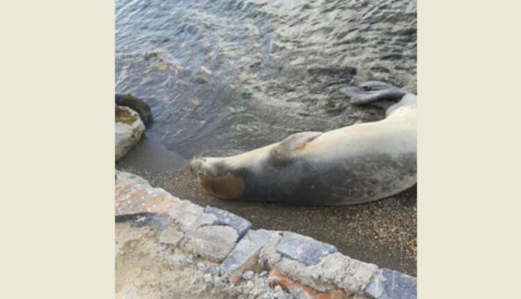 Φώκια στην Εύβοια