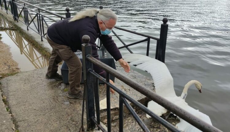 Κύκνος στην Παμβωτίδα