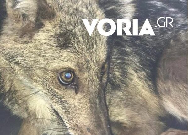 Λυκάκι στη Θεσσαλονίκη