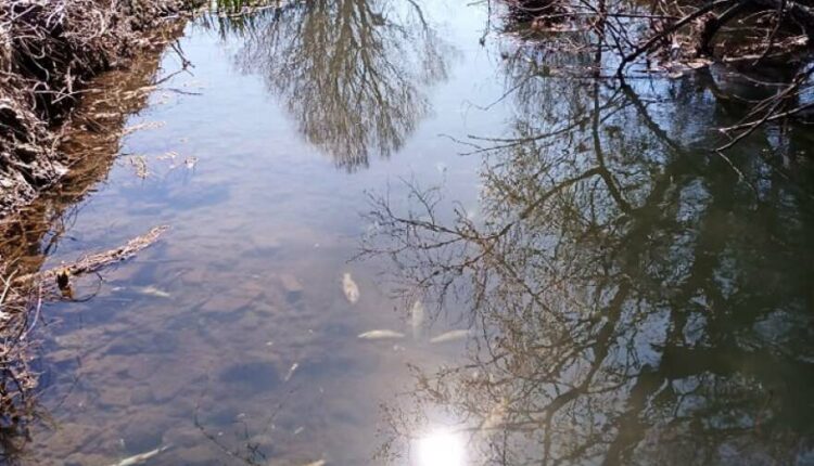 Ψάρια στα Τρίκαλα